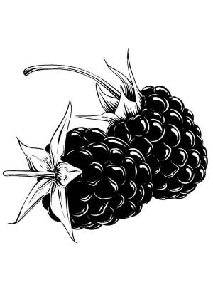 Трафареты Ежевики