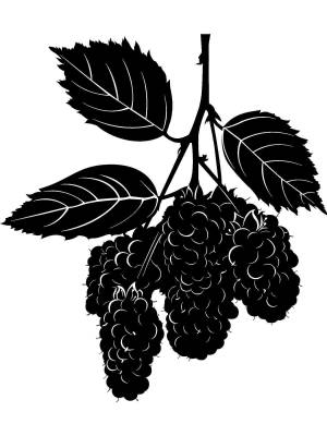 Трафареты Ежевики