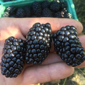 Ежевика Натчез