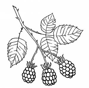Раскраска Ежевика