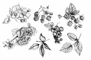 Шаблон ежевики бесшовный акварель ручной печати текстиль ягоды фрукты листья