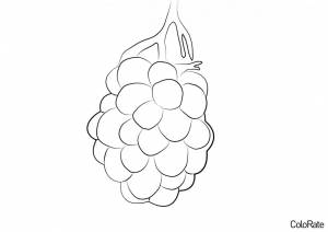 Раскраска Ягодка Ежевики