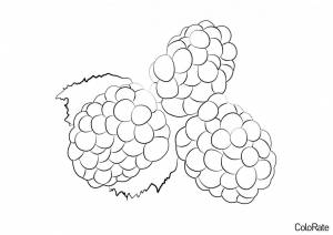 Раскраска Ягодки ежевики