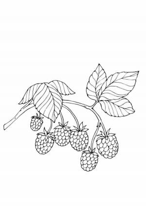 Раскраски Ежевика для детей
