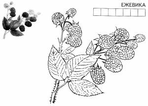 Раскраска Ежевика