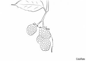 Раскраски Ежевика   и