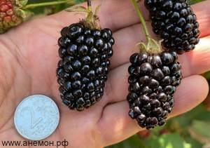 Ежевика Натчез