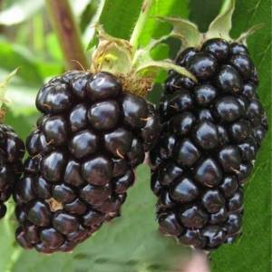 Ежевика Натчез ранняя, без шипов, черная, EzhNatzhez123 саженцы 1штука