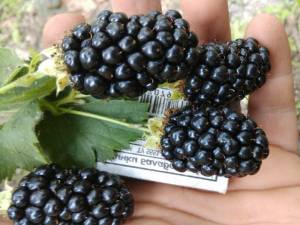 Саженцы ежевики Натчез