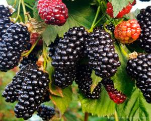 Ежевика «Натчез»