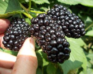 Ежевика Натчез ранняя, без шипов, черная, EzhNatzhez123 саженцы 1штука