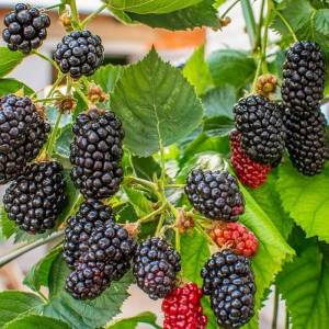 Ежевика Натчез ранняя, без шипов, черная, EzhNatzhez123 саженцы 1штука