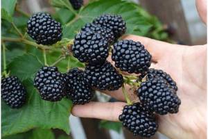 Саженец Ежевики Лох Тей