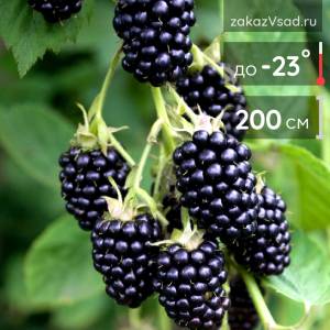 саженцы Ежевики с доставкой в питомнике Заказ в сад