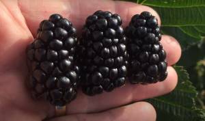 Каталог сортов ежевики