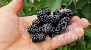 Саженцы ежевики Бжезина