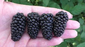 Ежевика садовая крупноплодная