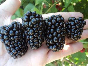 Каталог сортов ежевики