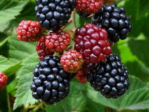 Особенности выращивания ежевики на Северо-Западе