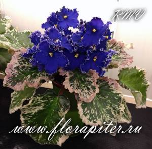 Фиалки с бахромчатой формой цветка