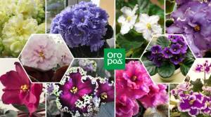 10 очаровательных сортов фиалок, которые украсят ваше окно