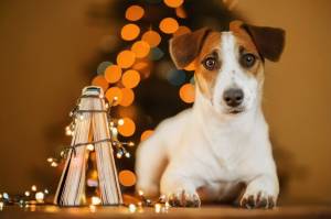 Новогодний фон с собакой джек рассел