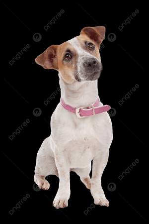 Джек Рассел терьер животное PNG , домашний питомец, собака, джек рассел терьер PNG рисунок для й загрузки