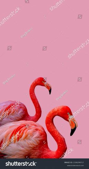 Coloring page flamingo