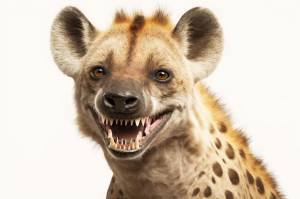 Портрет гиены, улыбающейся всеми зубами на белом фоне, генеративный ай