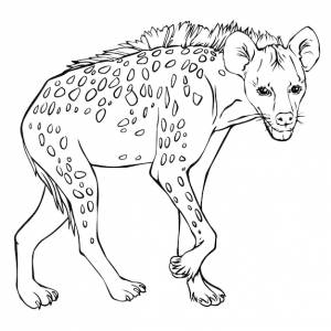 Гиена векторный черно-белый рисунок линии