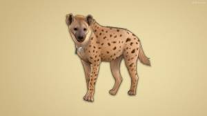 Гиена рисунок карандашом