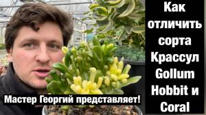 Отличительные признаки Crassula Gollum, Hobbit, Coral, Legolas, Gimli и Red Horn друг от друга