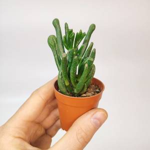 Суккулент Крассула овата Хоббит