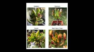 КРАССУЛА КОРАЛЛ, ХОББИТ, ГОЛЛУМ