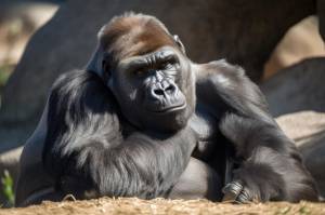 Горилла лежит на солнце со скрещенными руками и закрытыми глазами, созданная с помощью генеративного ии