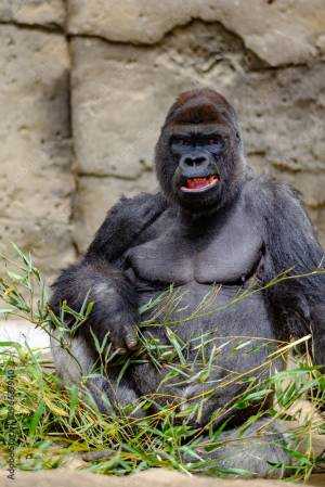 angry gorilla фотография Stock