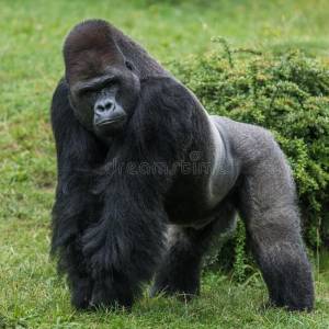 Photo about Gorilla in green grass watching you