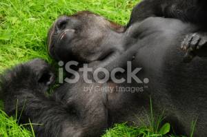 Западные Равнинные Гориллы, Джерси