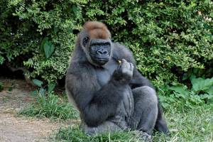 Гориллы