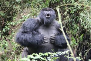 Горилла в лесу