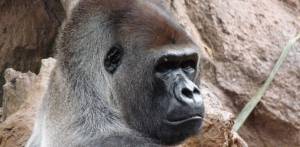 Реальный Кинг-Конг