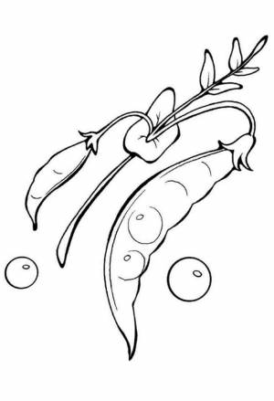 Раскраска горох  и