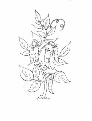 Раскраска горох  и