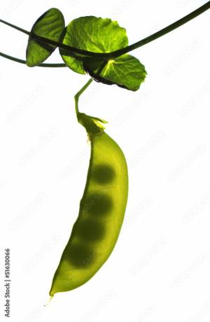 Стручок гороха фотография Stock