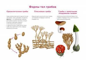 Формы тел грибов