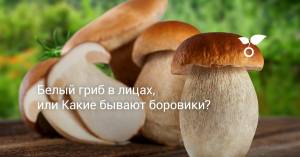 Белый гриб в лицах,  Какие бывают боровики? Описание, фото