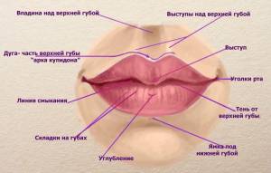 Губы вишенкой