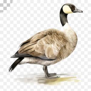 Гусь рисунок гуся, канадский гусь png