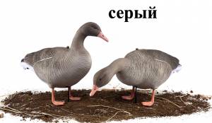 Как выбрать чучела гусей для охоты
