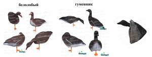 Как выбрать чучела гусей для охоты